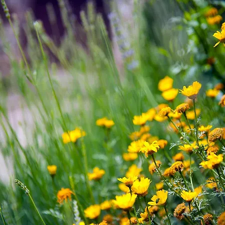 Apartment Dalmatian Garden - Free Parking - Centre *