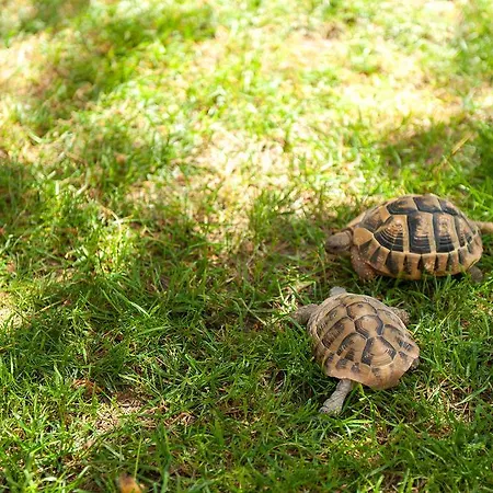 Dalmatian Garden - Free Parking - Centre Sibenik