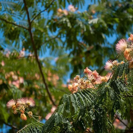 Dalmatian Garden - Free Parking - Centre * Sibenik