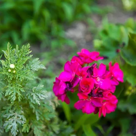 Apartment Dalmatian Garden - Free Parking - Centre *