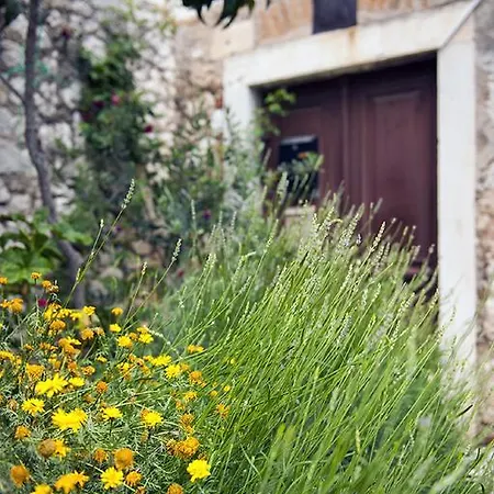 Dalmatian Garden - Free Parking - Centre Apartman