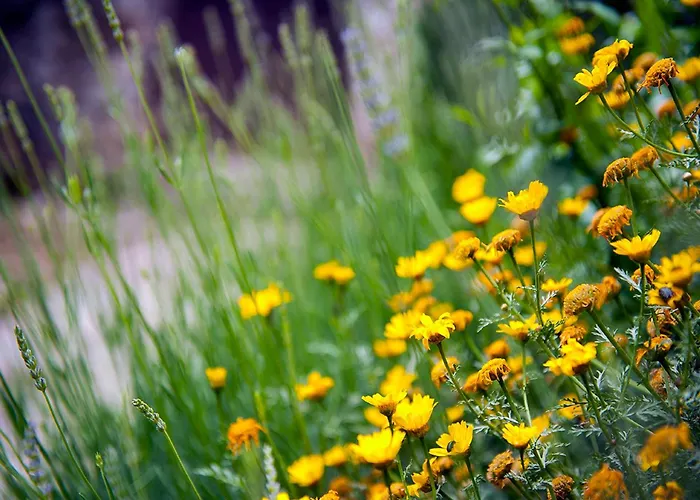 Apartment Dalmatian Garden - Free Parking - Centre *