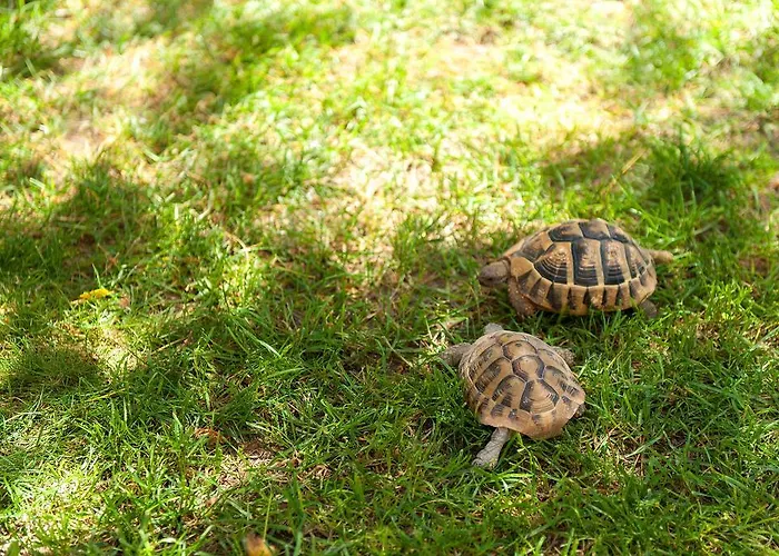 Dalmatian Garden - Free Parking - Centre Sibenik