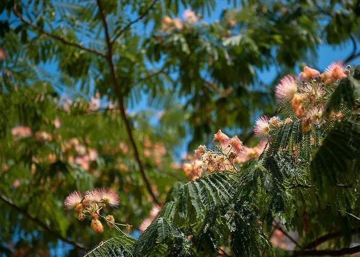 Dalmatian Garden - Free Parking - Centre * Šibenik