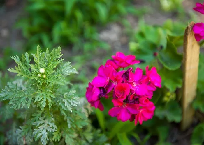 Apartment Dalmatian Garden - Free Parking - Centre *